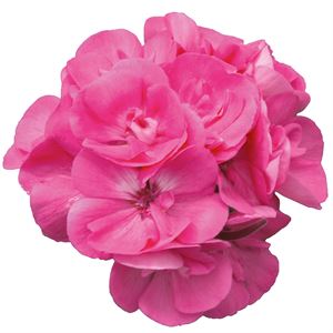 Bild von Geranium Staand P12 Moonlight Amelie